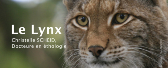 Le Lynx – conférence